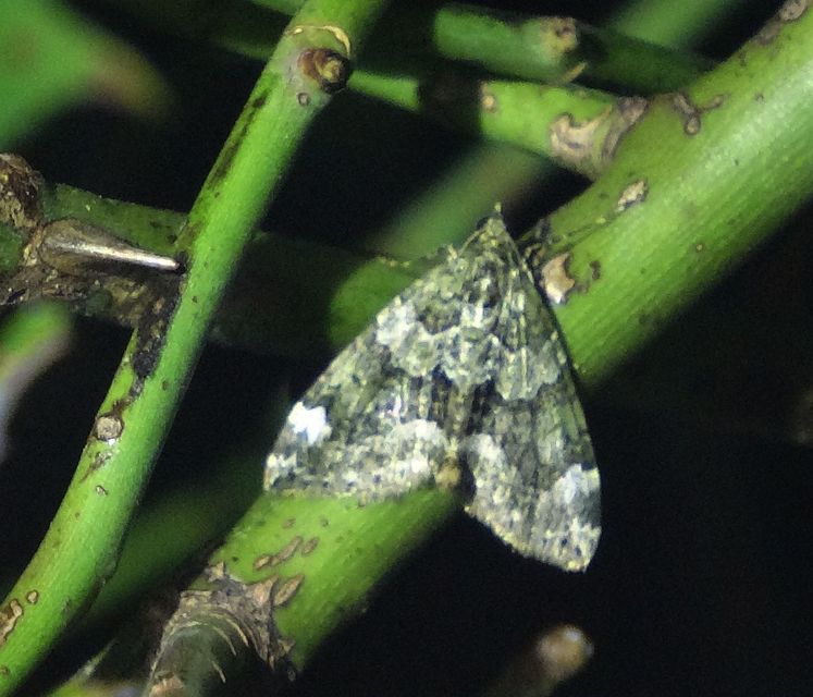 Chloroclysta siterata - salátazöld araszoló