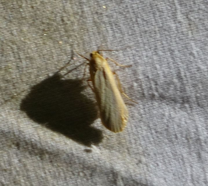 Eilema lurideola - fakó zuzmószövő