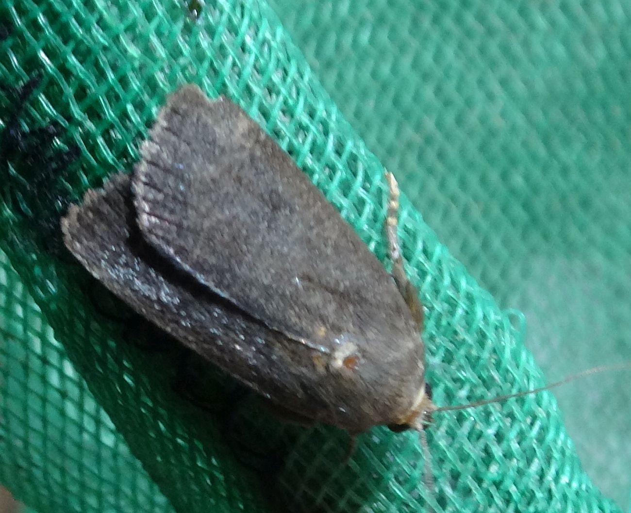 Amphipyra tetra - kis zsírfényűbagoly