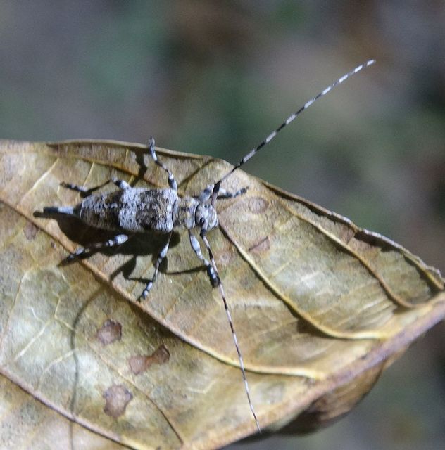 Acanthocinus griseus - szürke daliáscincér