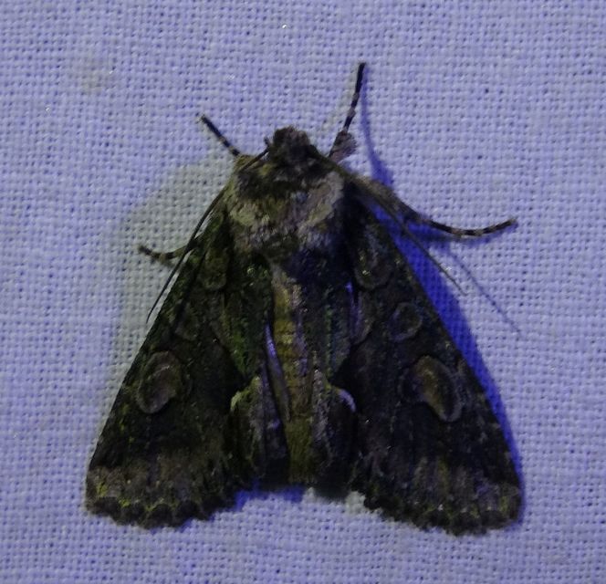 Allophyes oxyacanthae - galagonyabagoly