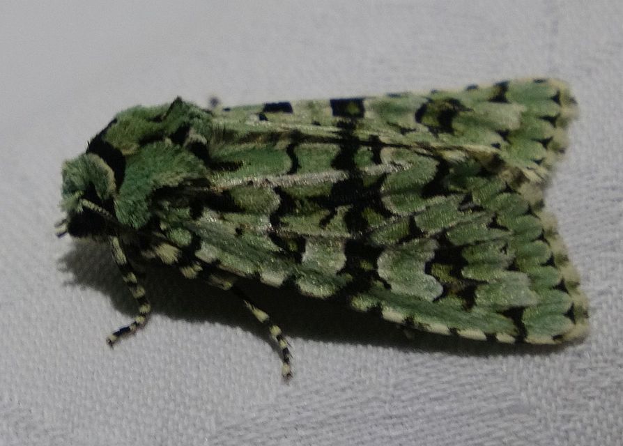 Griposia aprilina - őszi zöldbagoly