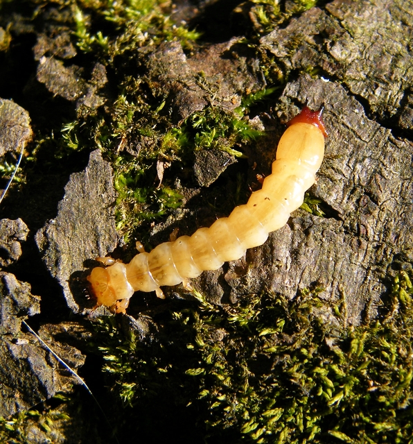 Pyrochroa