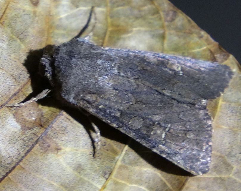 Aporophyla lutulenta - sziki őszibagoly