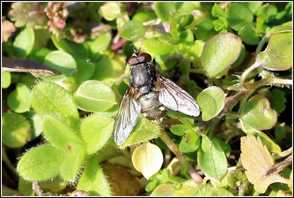 Pollenia