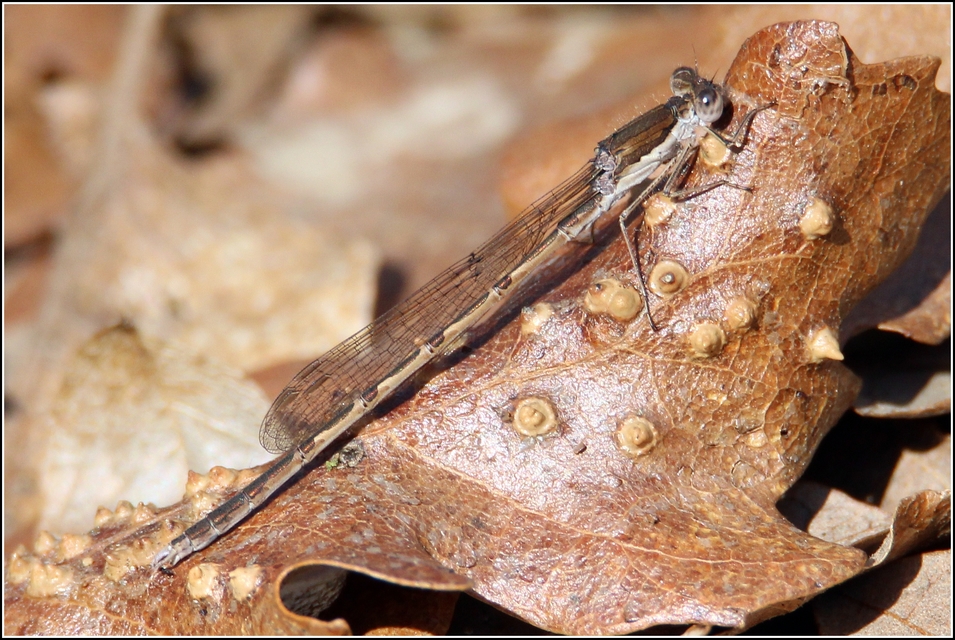Sympecma fusca - téli rablószitakötő