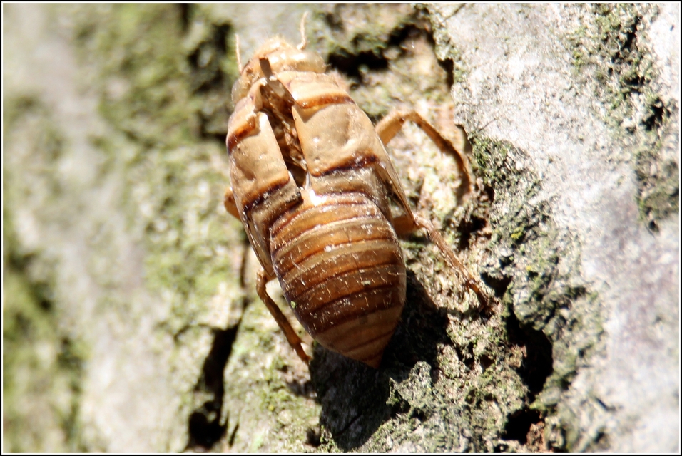 Cicadidae - énekeskabócák