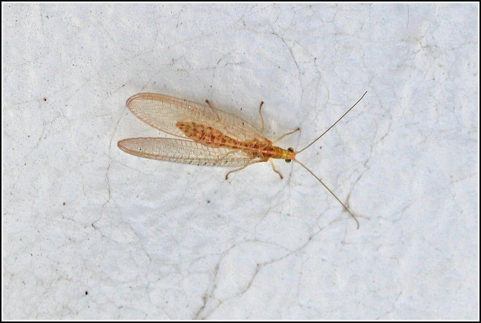 Chrysopidae - zöldfátyolkák