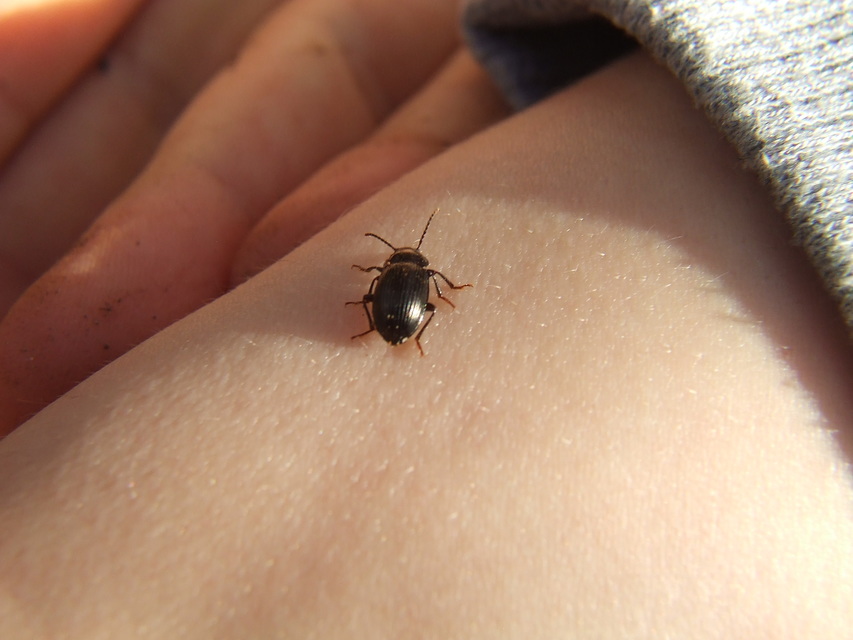 Nalassus dermestoides - rövidszárnyú gyászbogár