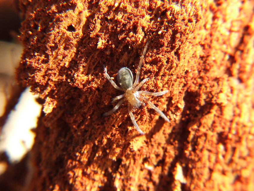 Amaurobius