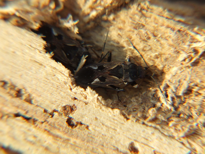 Rhyparochromus vulgaris - közönséges díszesbodobács