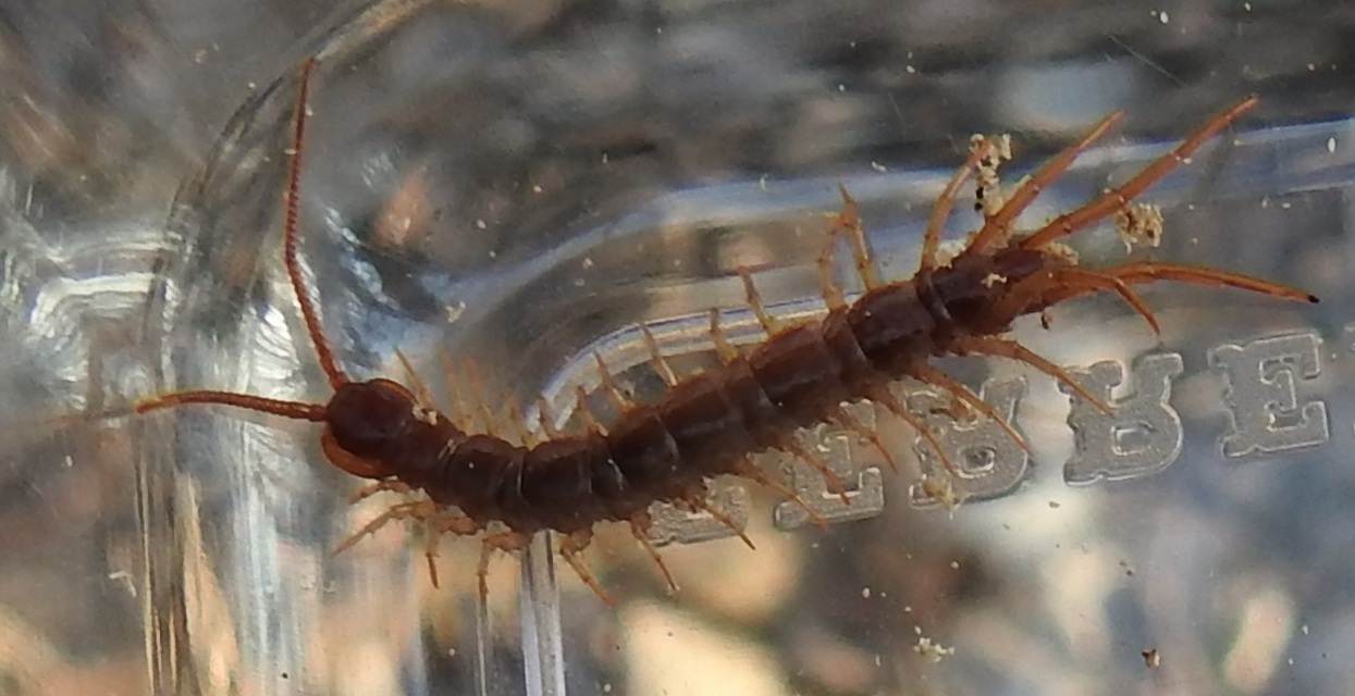 Lithobius
