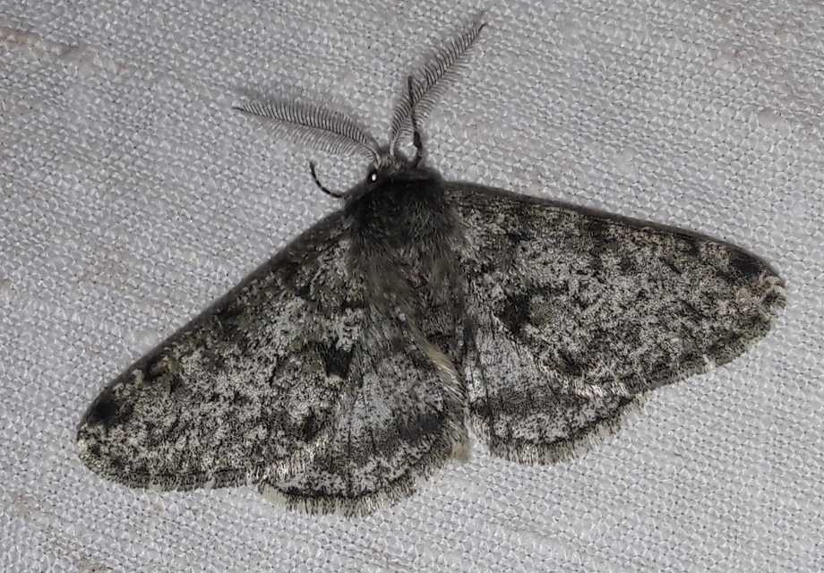 Apocheima pilosaria - zöldes tavasziaraszoló