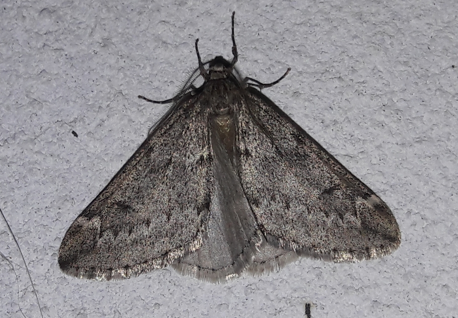 Alsophila aescularia - vadgesztenye-araszoló