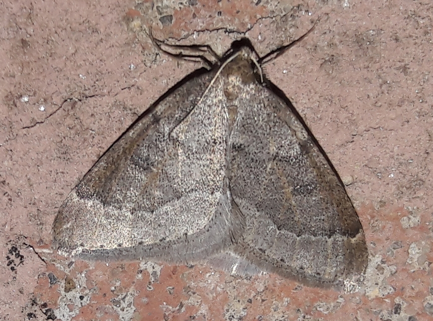 Theria rupicapraria - tavaszi kökényaraszoló