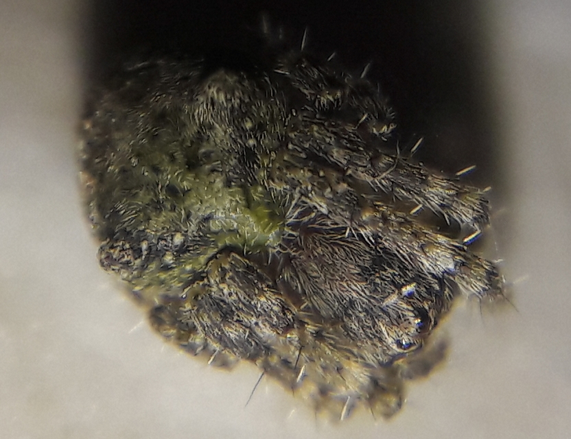 Gibbaranea gibbosa