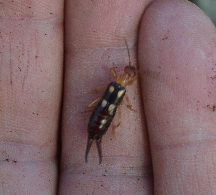Forficula smyrnensis - szmirnai fülbemászó