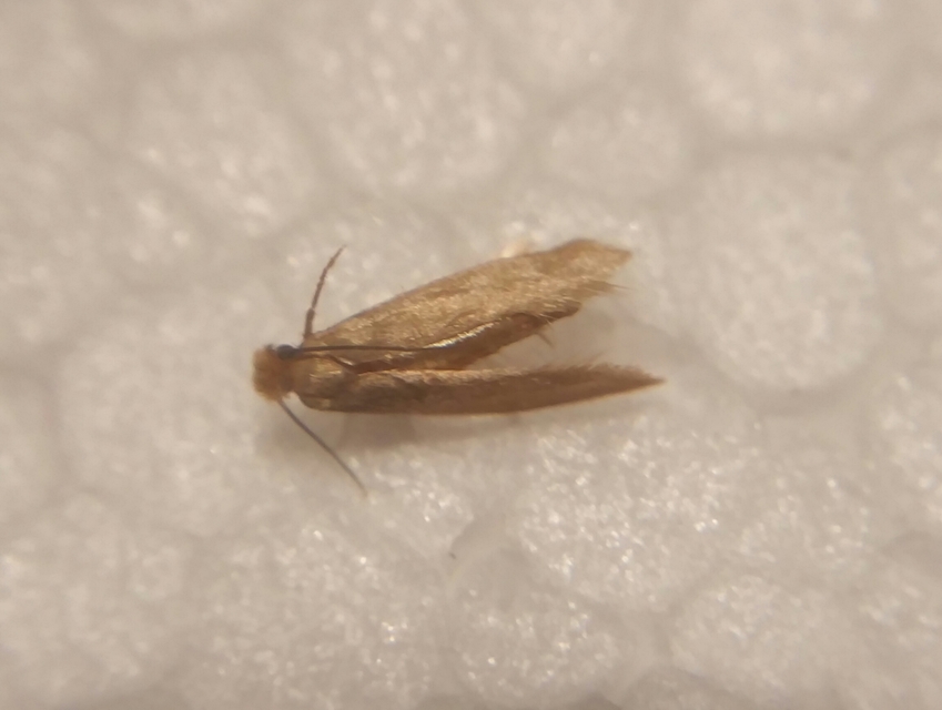 Tineidae - ruhamolyfélék