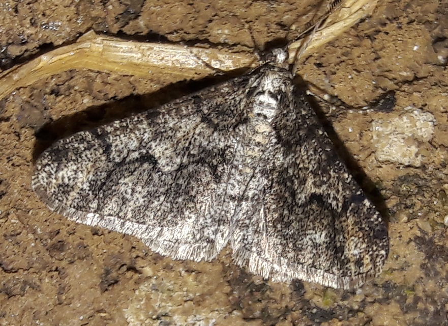 Agriopis leucophaearia - tölgy-tavasziaraszoló Agriopis leucophaearia - tölgy-tavasziaraszoló
