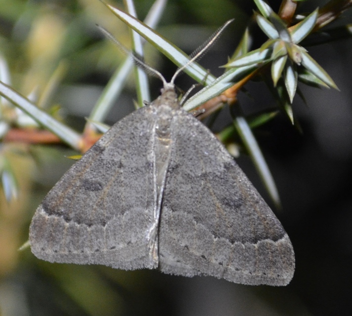 Theria rupicapraria - tavaszi kökényaraszoló