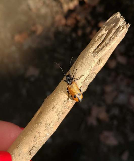 Apalus bimaculatus - kétfoltos élősdibogár