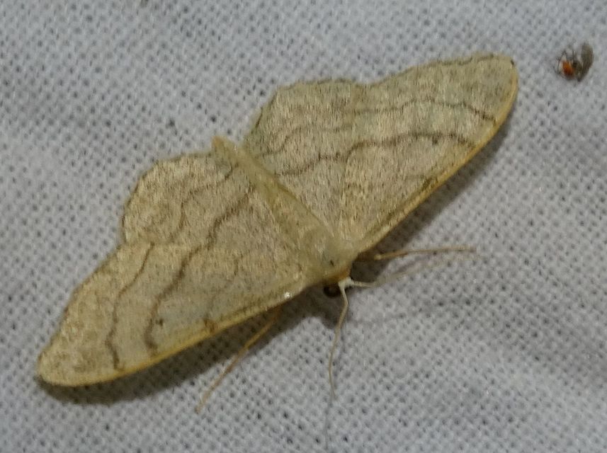 Idaea aversata - nagy sávosaraszoló