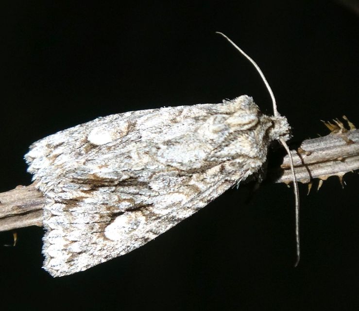 Meganephria bimaculosa - kétfoltos szilbagoly