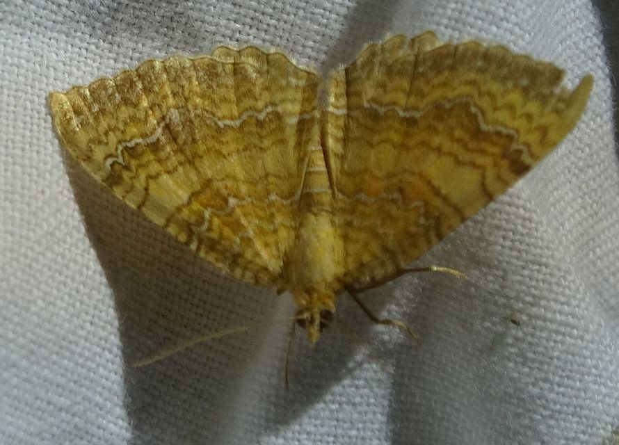 Camptogramma bilineata - kétvonalas sávosaraszoló