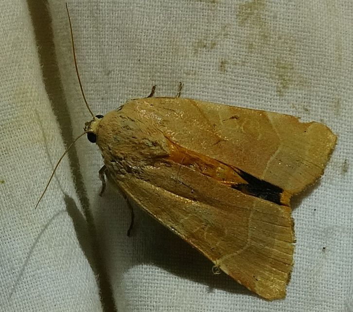 Noctua fimbriata - szélessávú sárgafűbagoly