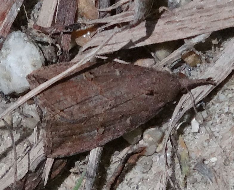 Hypena rostralis - közönséges karcsúbagoly