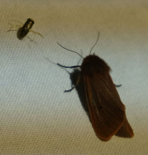 Phragmatobia fuliginosa - füstös medvelepke