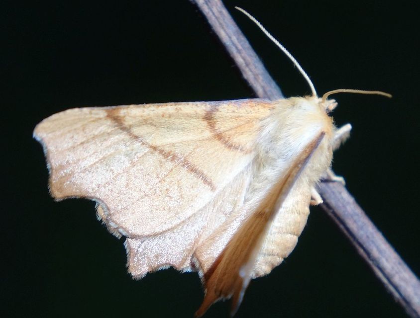 Ennomos erosaria - hársfa-levélaraszoló