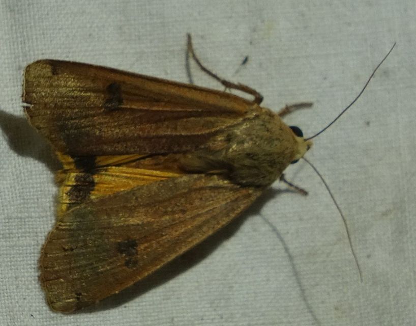 Noctua pronuba - nagy sárgafűbagoly