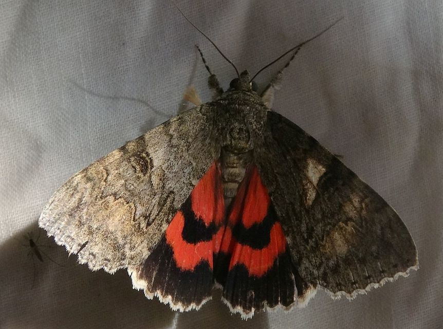 Catocala nupta - piros övesbagoly