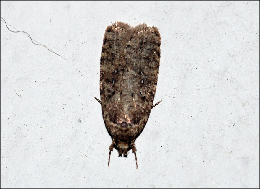 Agonopterix ciliella/heracliana