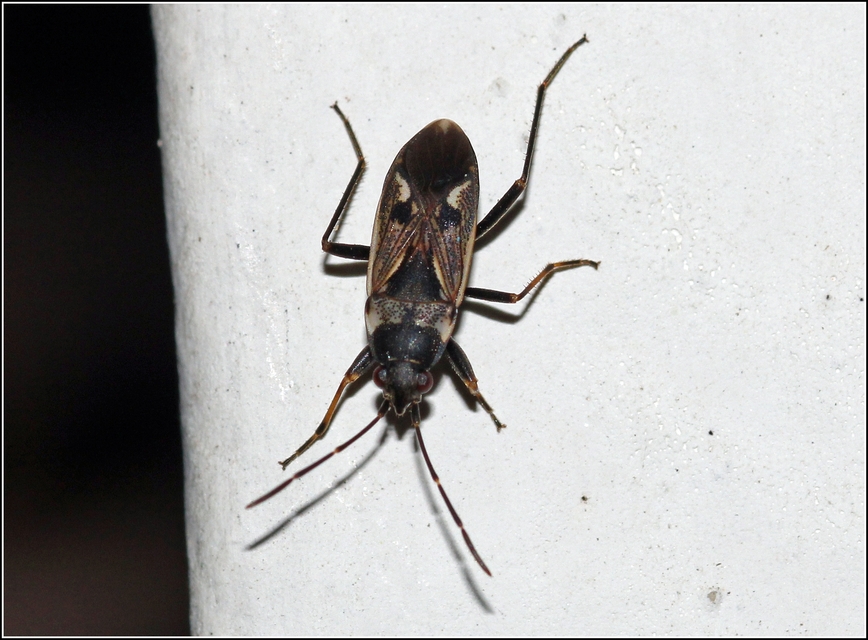 Rhyparochromus vulgaris - közönséges díszesbodobács