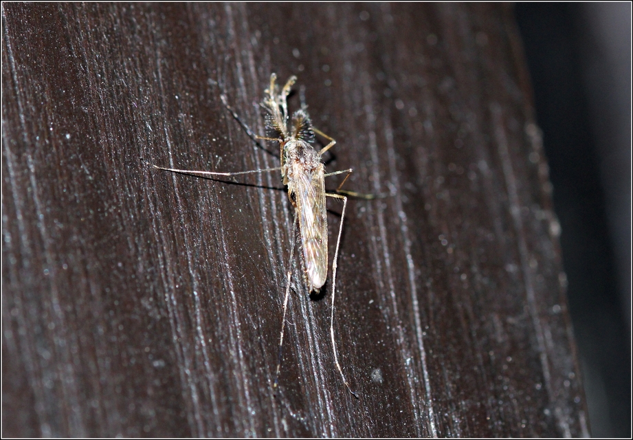 Culicidae - csípőszúnyogok