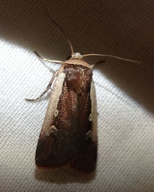 Ochropleura plecta - fehérszegélyű fűbagoly