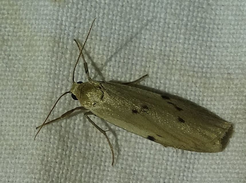 Pelosia muscerda - hamvas zuzmószövő