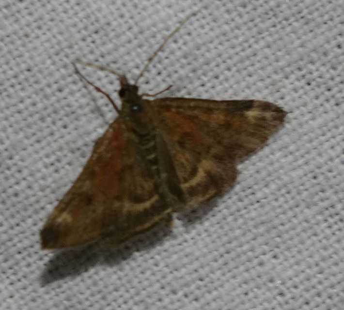 Pyrausta despicata - réti bíbormoly
