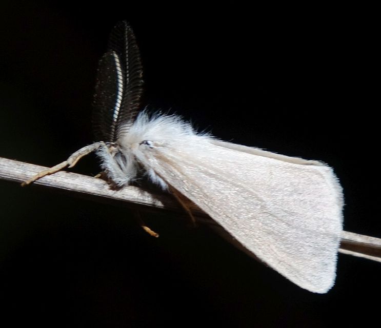 Laelia coenosa - nádi szövő