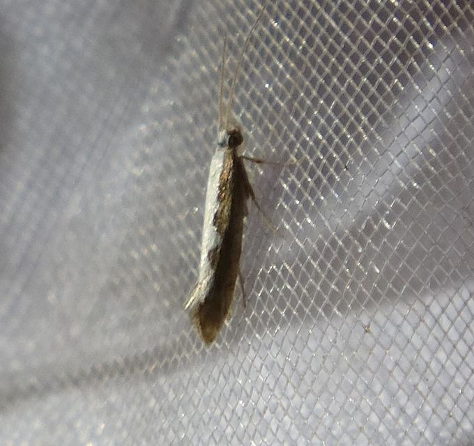 Plutella xylostella - káposztamoly