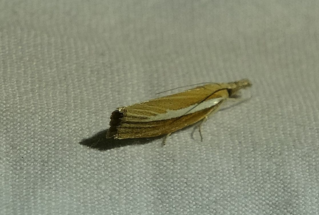 Agriphila selasella - fakó fűgyökérmoly