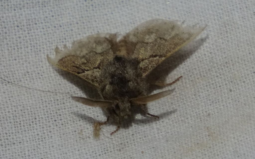 Trichiura crataegi - galagonyaszövő