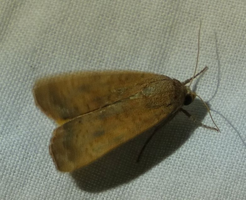 Noctua interjecta - zömök sárgafűbagoly