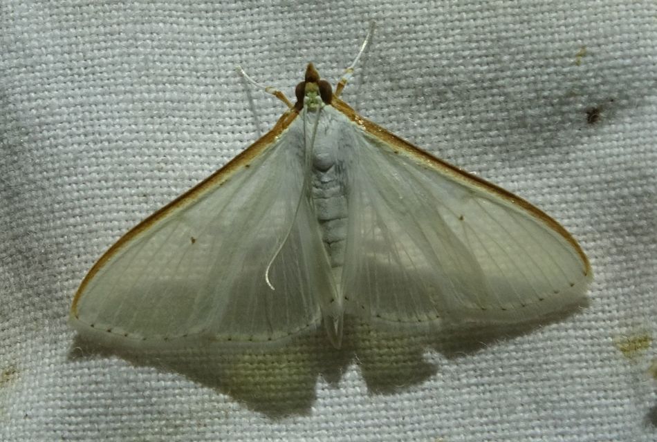 Palpita vitrealis - hófehér tűzmoly