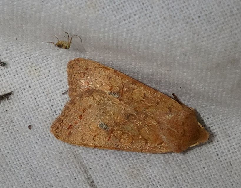 Sunira circellaris - okkersárga őszibagoly