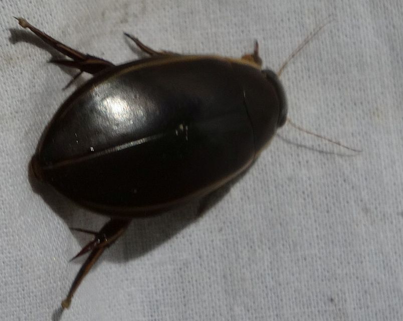 Cybister lateralimarginalis - nagy búvárbogár