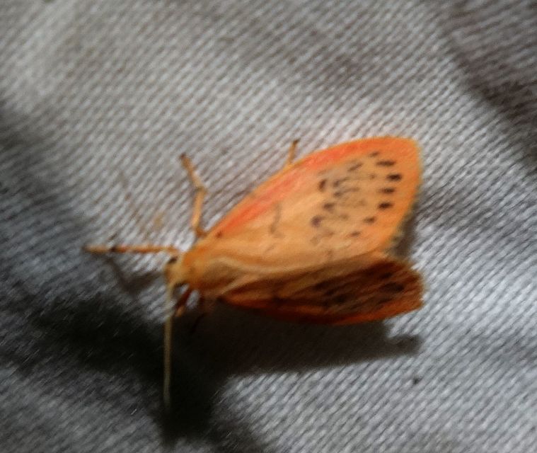 Miltochrista miniata - piros medvelepke