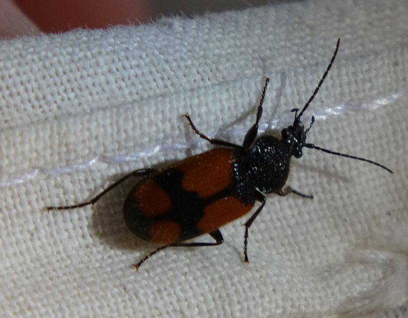 Panagaeus cruxmajor - nagy keresztesfutó
